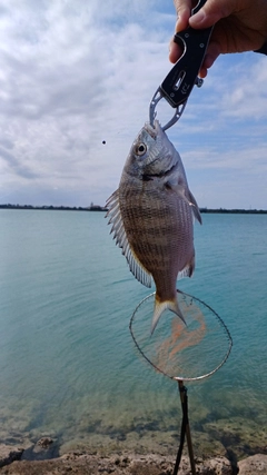 ミナミクロダイの釣果