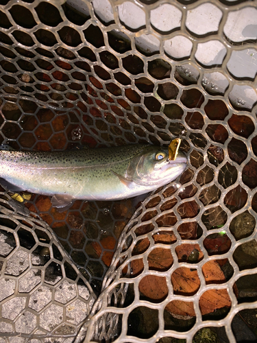 ニジマスの釣果