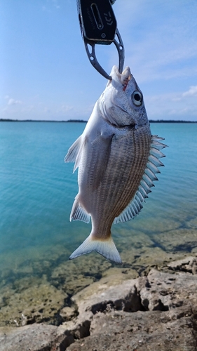 ミナミクロダイの釣果