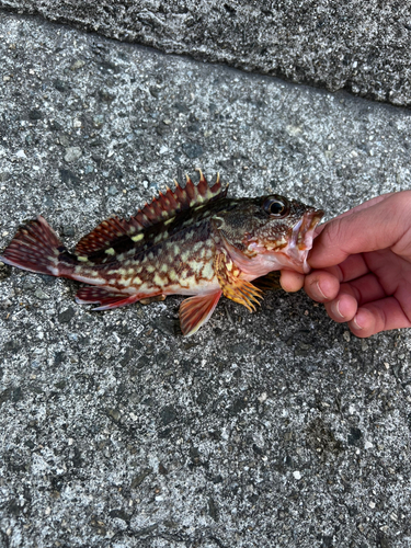 ガシラの釣果