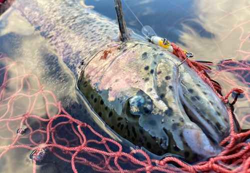 ニジマスの釣果