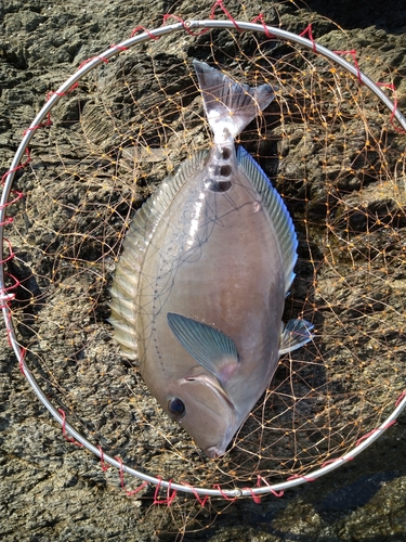 ニザダイの釣果