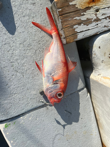 小田原沖の中深海釣り・キンメダイ狙い