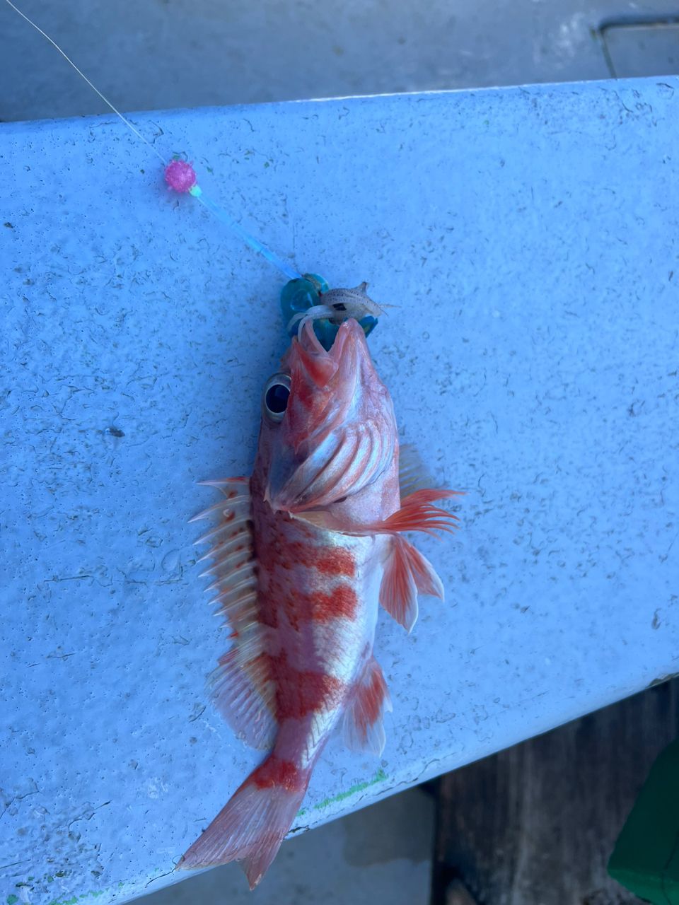 適当釣り専門　ベイトキャスティング歴2年さんの釣果 3枚目の画像