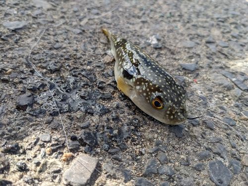 クサフグの釣果