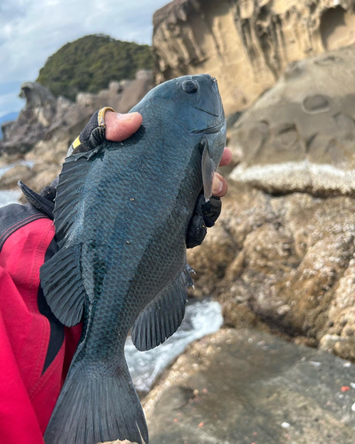 クチブトグレの釣果