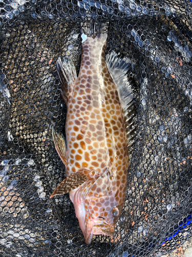 オオモンハタの釣果