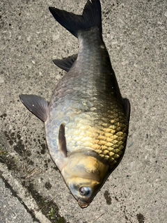 フナの釣果