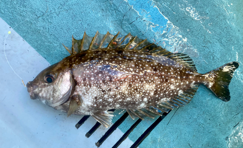 アイゴの釣果