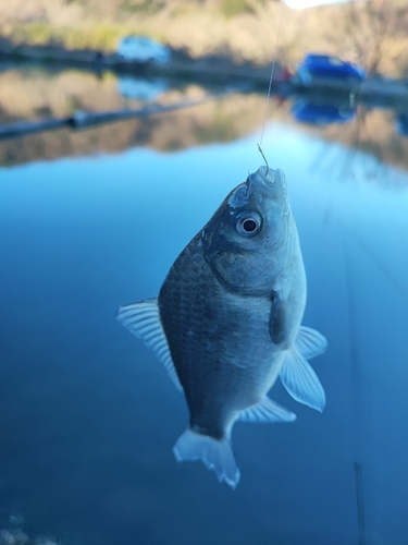 ヘラブナの釣果