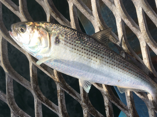 コノシロの釣果