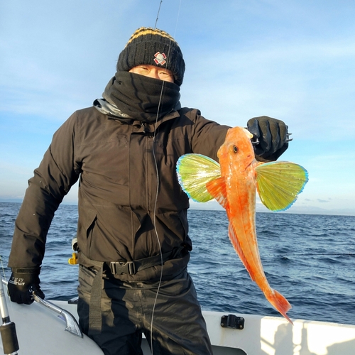 ホウボウの釣果