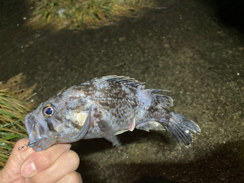 クロソイの釣果