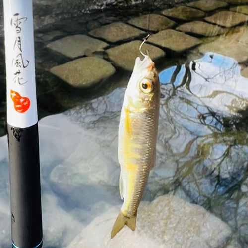 オイカワの釣果