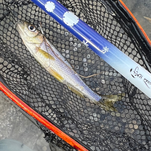 カワムツの釣果