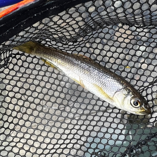 カワムツの釣果