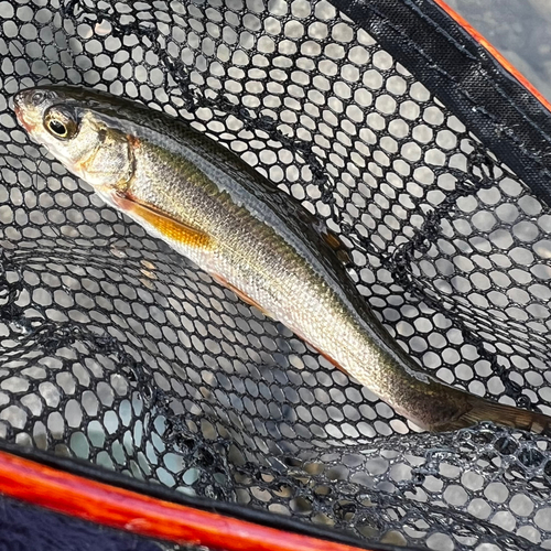 ウグイの釣果