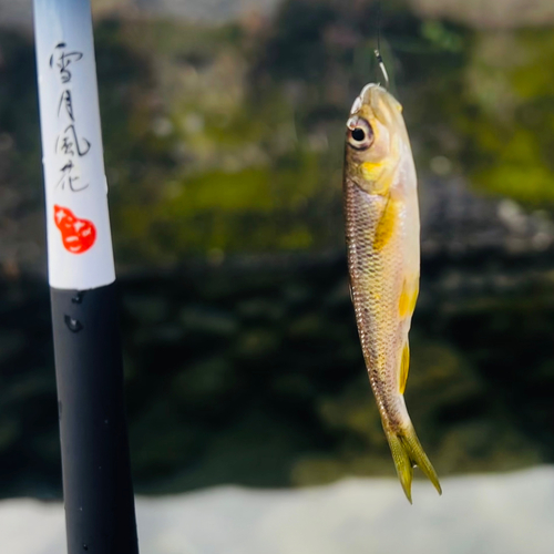 カワムツの釣果