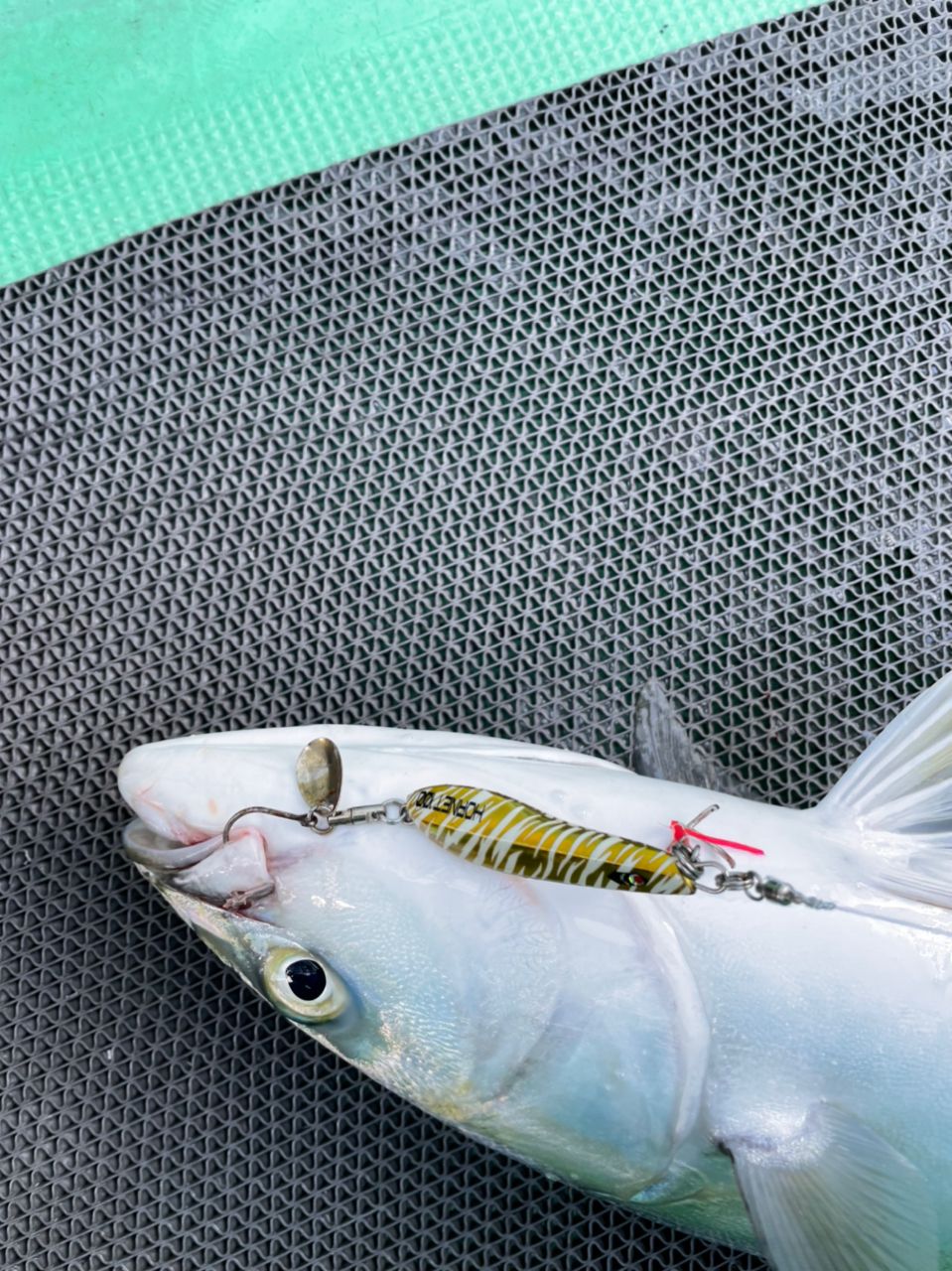 アングラー九州さんの釣果 2枚目の画像