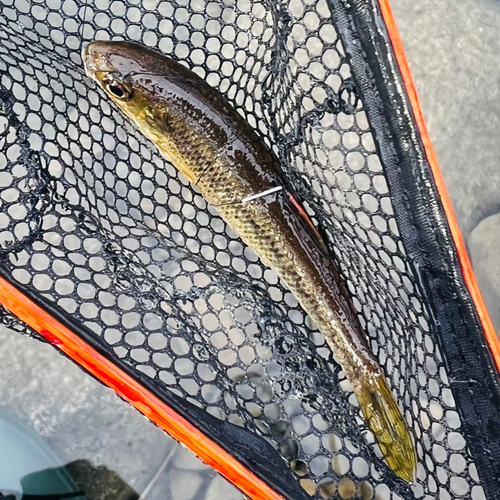 カワムツの釣果