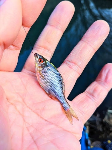 タナゴの釣果