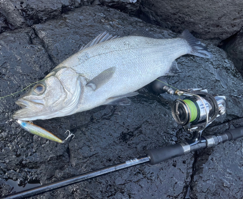 ヒラスズキの釣果