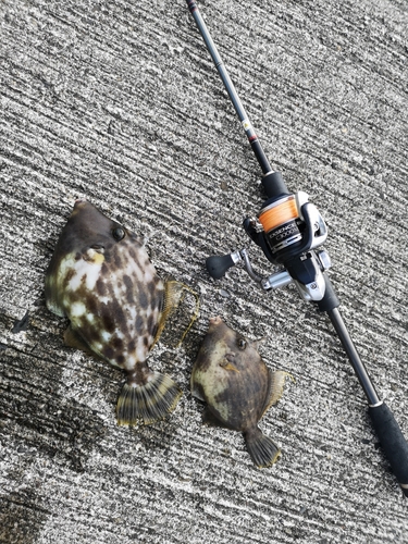 カワハギの釣果