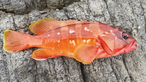 アカハタの釣果