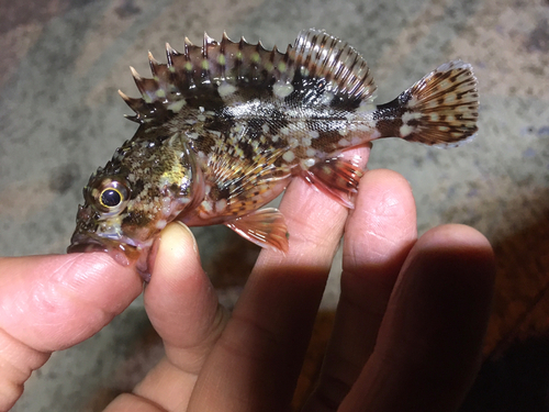 カサゴの釣果