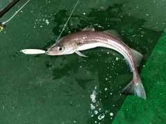 スケトウダラの釣果