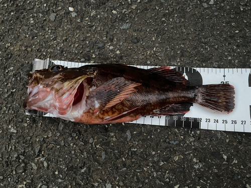 カサゴの釣果