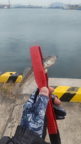 ハゼの釣果