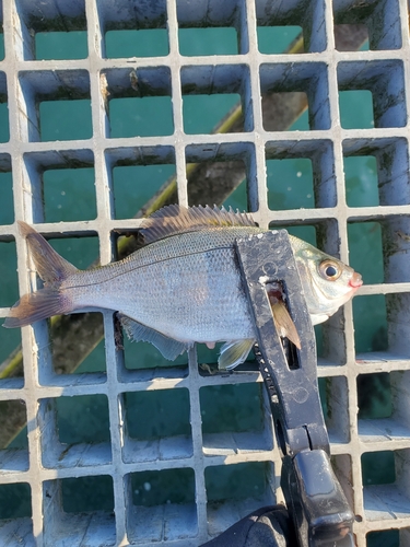 ウミタナゴの釣果