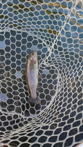 ニジマスの釣果