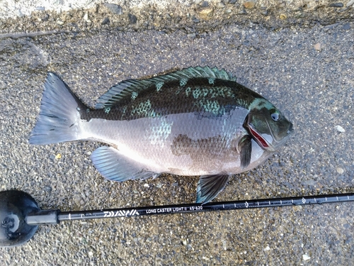 メジナの釣果