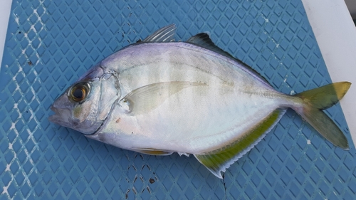 カイワリの釣果