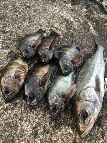 メバルの釣果