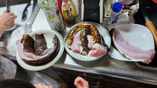 ウツボの釣果