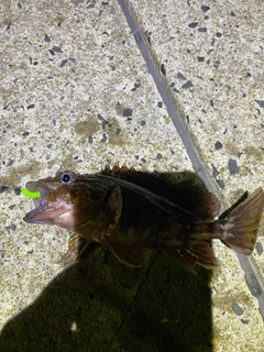 アラカブの釣果