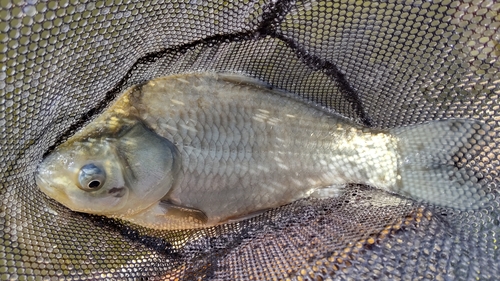 ヘラブナの釣果