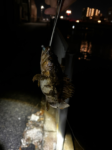 タケノコメバルの釣果