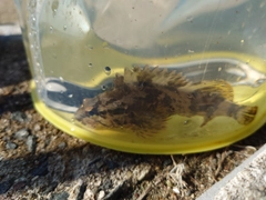 タケノコメバルの釣果