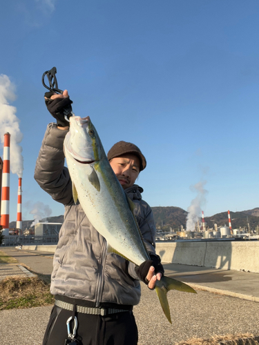 ブリの釣果