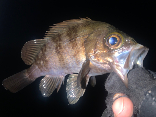 メバルの釣果