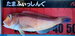 アカアマダイの釣果