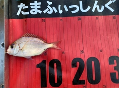 チャリコの釣果