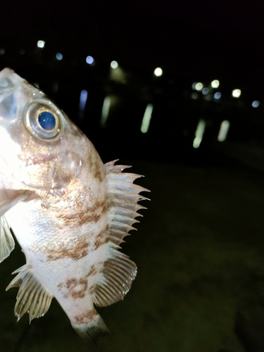 タケノコメバルの釣果