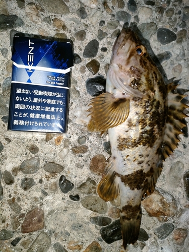 タケノコメバルの釣果