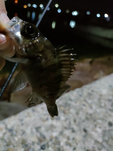 タケノコメバルの釣果