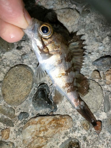 タケノコメバルの釣果